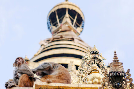 Nepal monkey temple